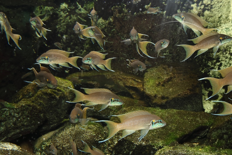 Neolamprologus brichardi 'Kiriza'